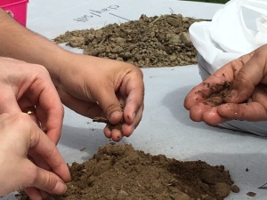 Hands-on-soil-examination